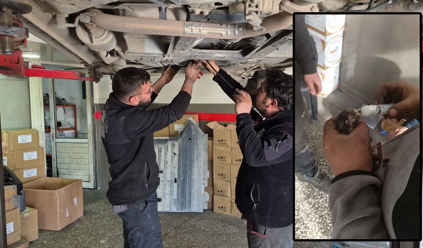 Araç içerisinde sıkışan yavru kediyi tamirhanede çırak sahiplendi