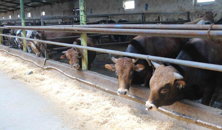 Eskişehir'de kurbanlıklar tükenmeye başladı