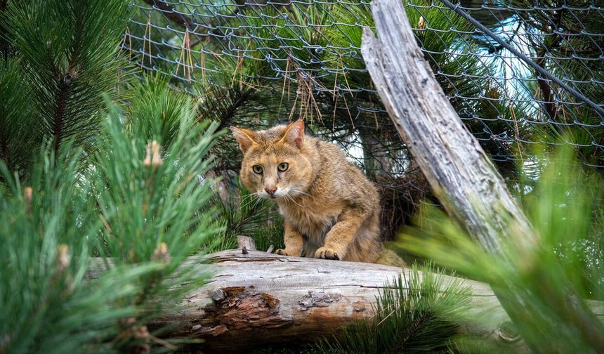Hayvanat Bahçesi’ne 30 yeni tür