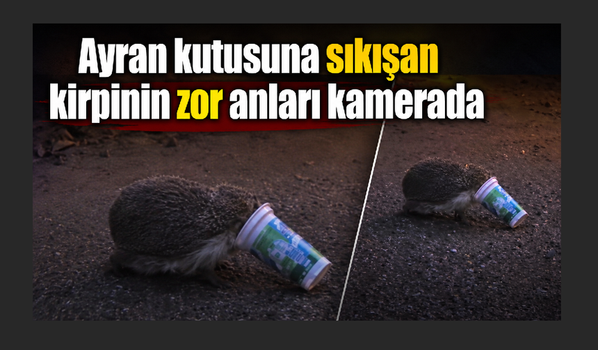 Ayran kutusuna sıkışan kirpinin zor anları