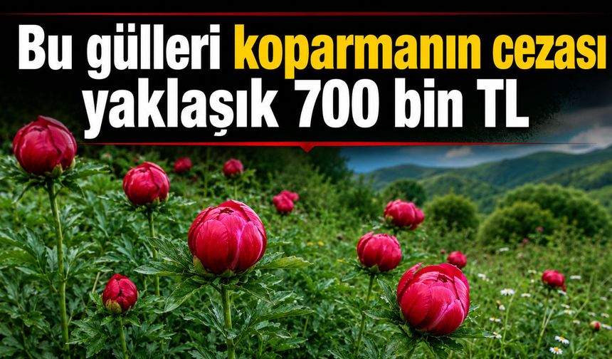 Bu güller el yakıyor
