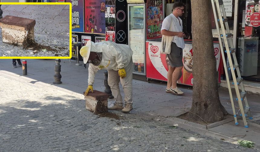 Sokağı kaplayan arılar tedirgin etti