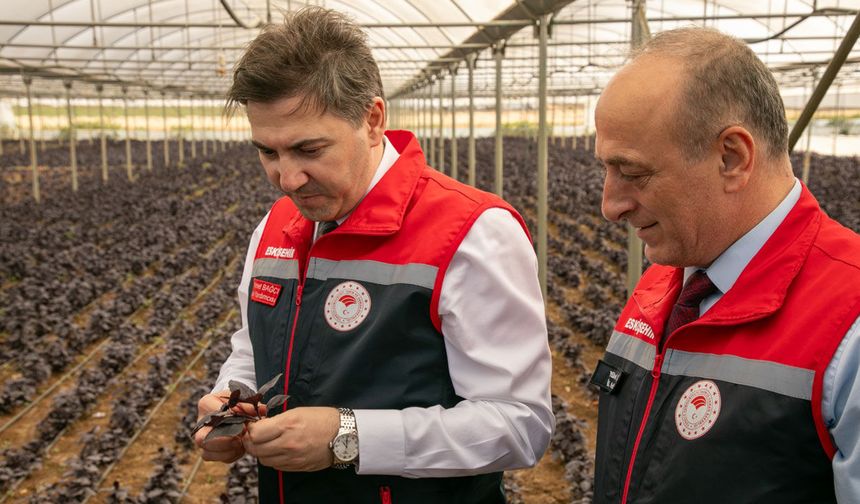 Bakan Yardımcısı Bağcı saha çalışmalarını inceledi