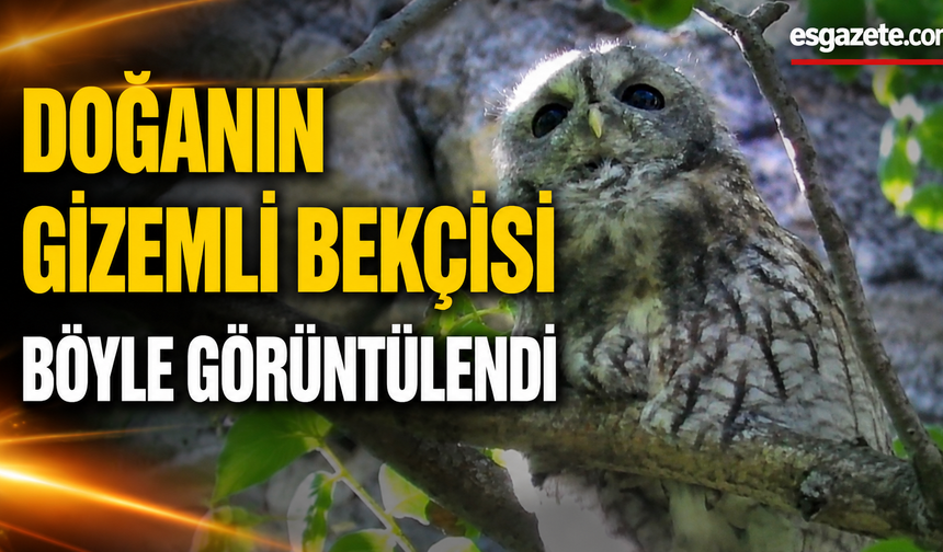 Doğanın gizemli bekçisi alaca baykuş Kayseri'de görüntülendi