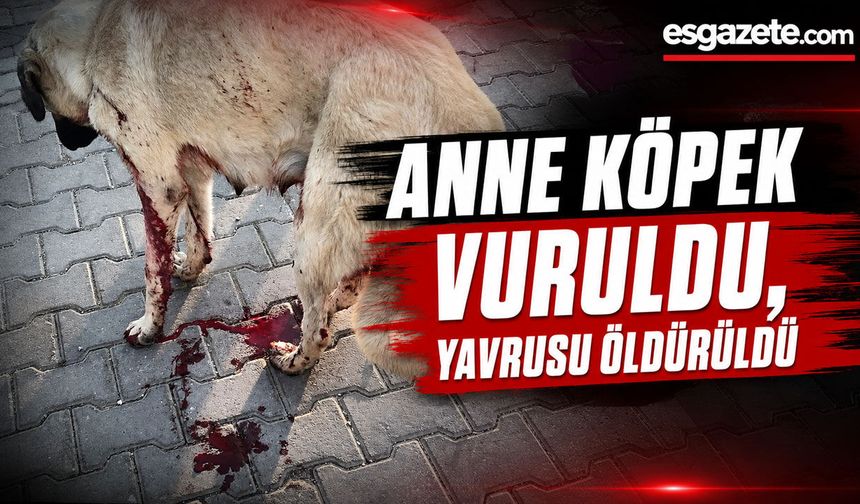 Köpeklerin vurulduğu iddiası tepki çekti