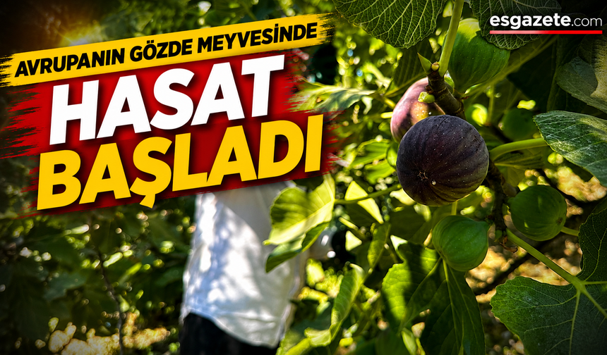 Hasat iyi başladı ancak fiyatlar düşüşe geçti