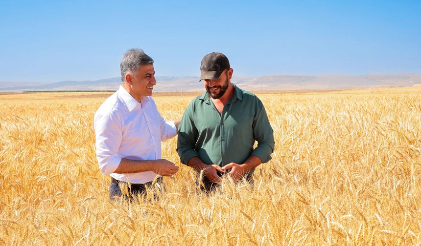 ETİ’den kuraklığa dayanıklı buğday hasadı