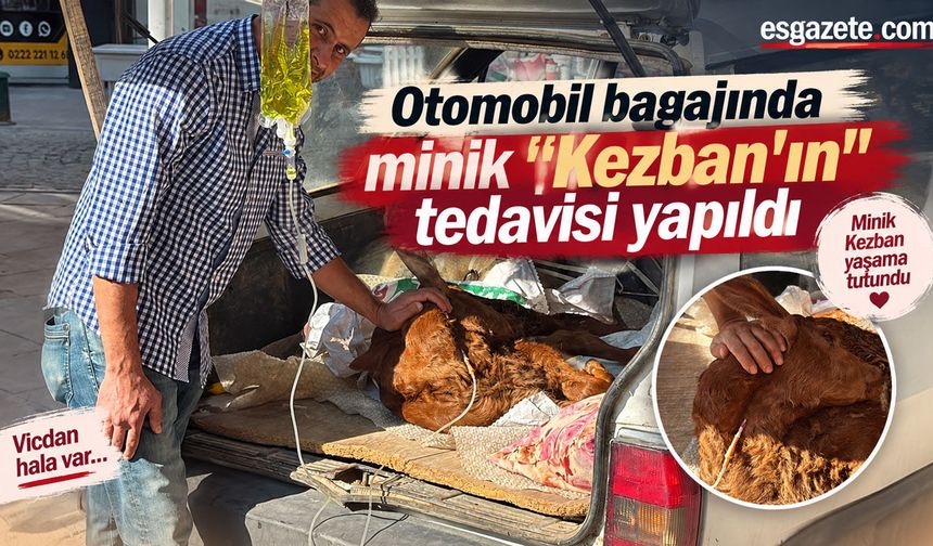 Otomobil bagajında minik "Kezban'ın" tedavisi yapıldı