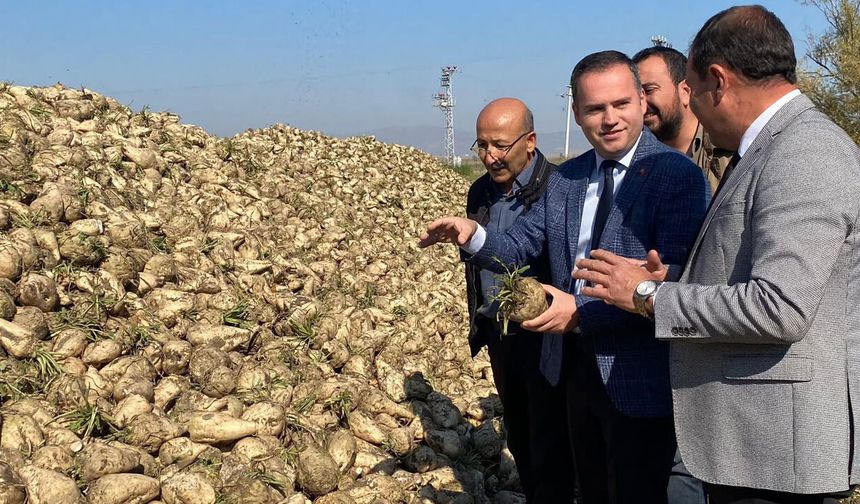 Alpu Kaymakamı Sönmezel şeker pancarı hasadına katıldı