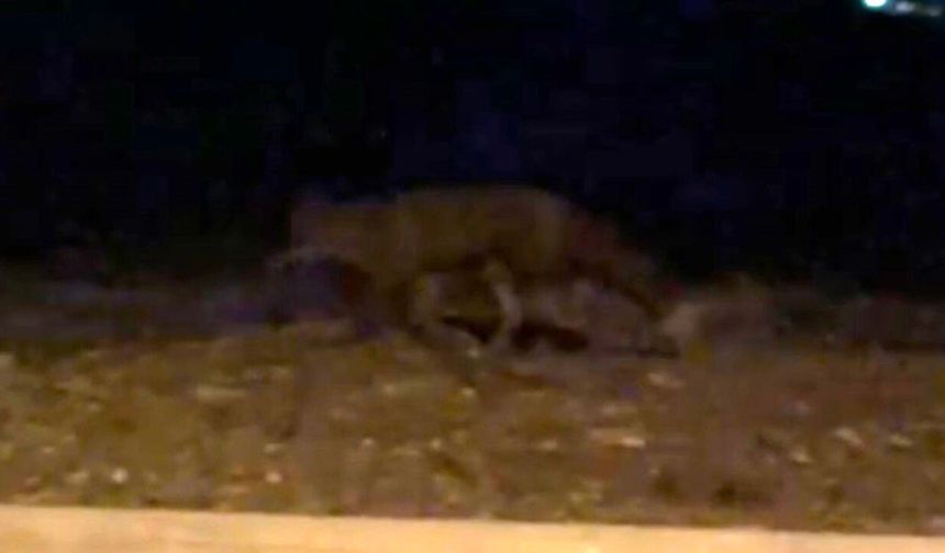Eskişehir Yaşamkent'te gece tilki görüldü