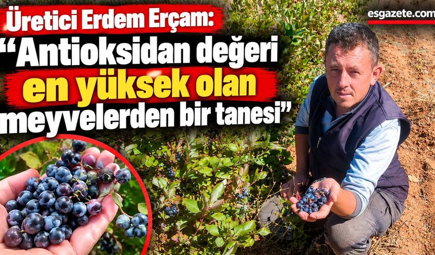 Eskişehir'de aronya yetiştiriciliği şifa dağıtıyor