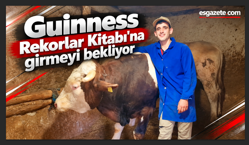 Eskişehir'in dev danaları Guinness Rekorlar Kitabı'na girmeyi bekliyor