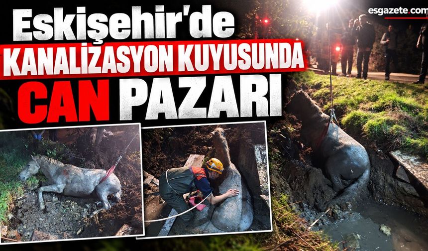Kanalizasyon kuyusuna düşen atı AFAD ekibi kurtardı
