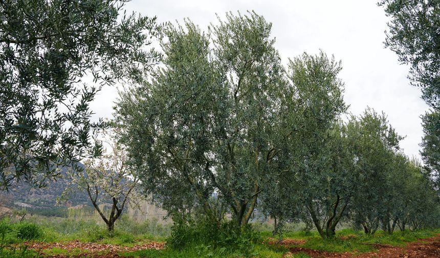 Ödüllü Dorlion zeytinyağında erken hasat heyecanı