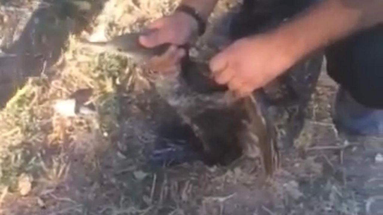 Misinaya dolanan balıkçıl kuşu itfaiye ekiplerince kurtarıldı