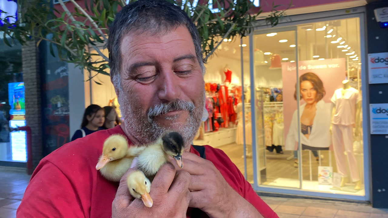 Cadirda Civcivlerle Zorlu Yasam 1