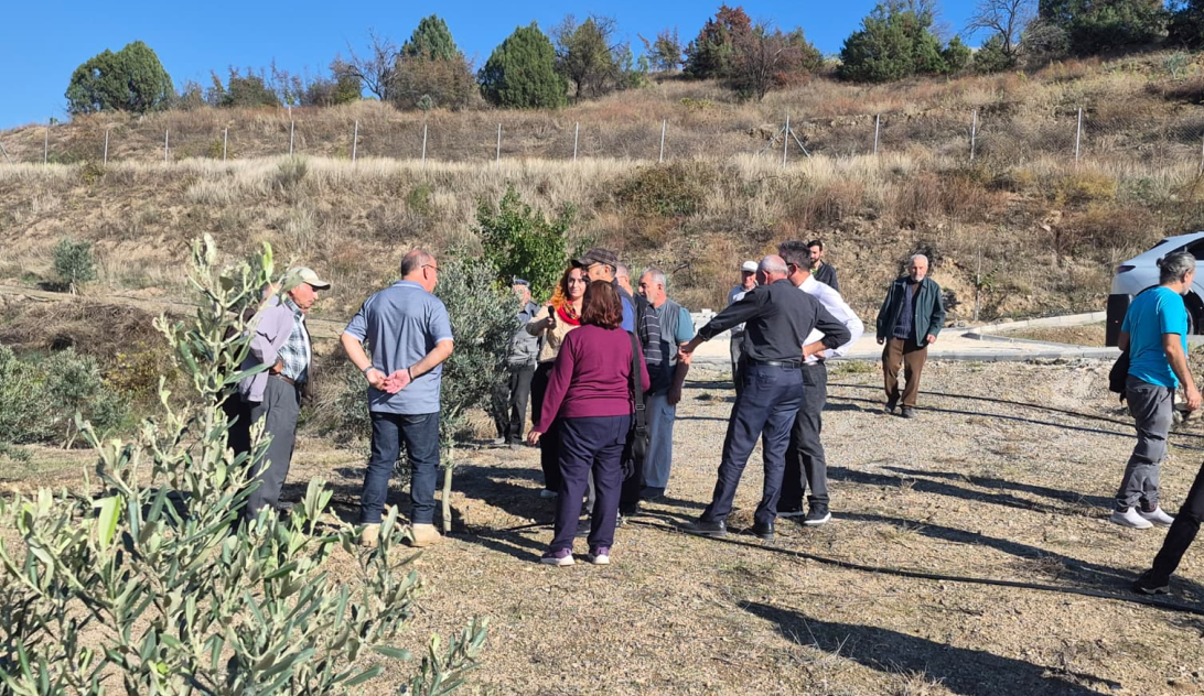 Büyükşehirden zeytin üreticilerine uygulamalı eğitim